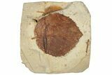 Fossil Leaf (Davidia) - Montana #190426-1